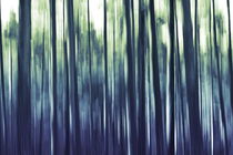 Pine forest abstract - blue by Intensivelight Panorama-Edition