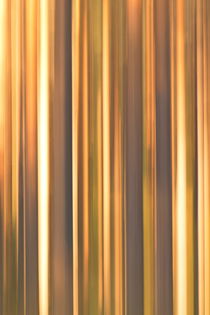 Forest stripe pattern von Intensivelight Panorama-Edition