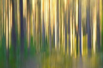 Tree trunks pattern in green and yellow by Intensivelight Panorama-Edition