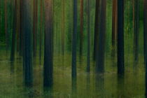 Mysterious pine forest on a summer evening von Intensivelight Panorama-Edition