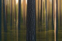 Pine tree trunks on a summer evening by Intensivelight Panorama-Edition
