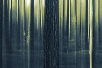 Pine tree trunks on a summer evening - duotone by Intensivelight Panorama-Edition
