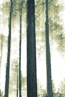 Straight pine trunks pattern von Intensivelight Panorama-Edition