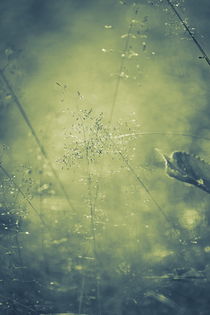 Delicate flowering grasses - duotone by Intensivelight Panorama-Edition