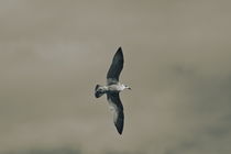 A seagull is soaring on spreaded wings under a cloudy sky - duotone by Intensivelight Panorama-Edition