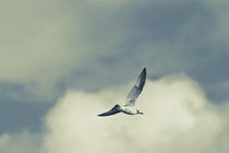 Seagull flying though the summer sky - duotone von Intensivelight Panorama-Edition