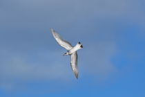 Beautiful seagull soaring through the summer sky von Intensivelight Panorama-Edition