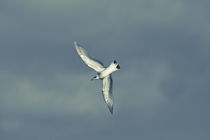 Beautiful seagull soaring through the summer sky - duotone von Intensivelight Panorama-Edition