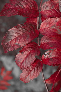 Bright red rowan tree leaflets - duotone von Intensivelight Panorama-Edition