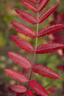 In autumn the leaves of a rowan tree have turned red von Intensivelight Panorama-Edition