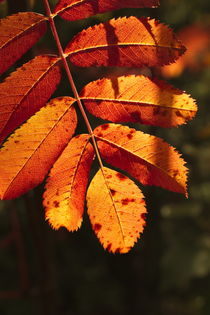 Vibrant colored rowan tree leaf in autumn by Intensivelight Panorama-Edition