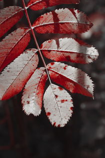 Rowan tree leaf in fall - duotone by Intensivelight Panorama-Edition