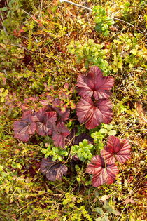 Red cloudberry leaves in autumn von Intensivelight Panorama-Edition