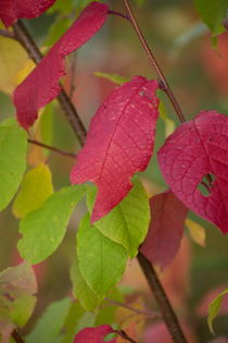 Fragile red leaves on an autumn colored shrub  by Intensivelight Panorama-Edition