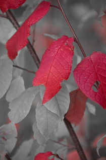 Fragile red leaves on an autumn colored shrub - duotone von Intensivelight Panorama-Edition