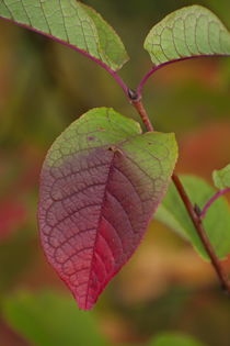 Leaf turning red where it is creased by Intensivelight Panorama-Edition