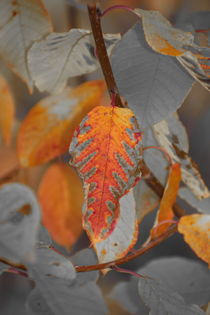 Vibrant colored autumn leaves - duotone von Intensivelight Panorama-Edition