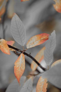 Orange colored autumn leaves - duotone von Intensivelight Panorama-Edition