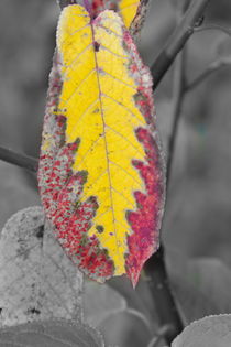 Vibrant zig-zag patterned autumn leaf von Intensivelight Panorama-Edition