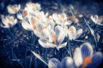 Spring Flowers by Tanya Kurushova