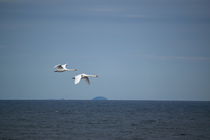 Two mute swans fly together past an island