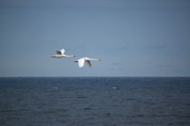 Mute swan couple flying along the coast by Intensivelight Panorama-Edition