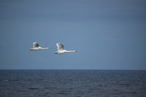 A pair of mute swans is  flying over the ocean by Intensivelight Panorama-Edition