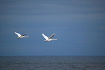 Two mute swans are flying together over the blue ocean by Intensivelight Panorama-Edition