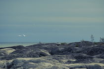 Two mute swans are flying over the rocky shore of the Baltic Sea - duotone von Intensivelight Panorama-Edition