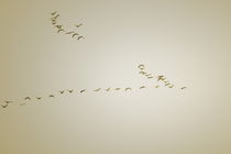Wild geese are flying in V-formation through the sky - sepia