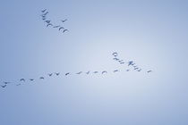 Wild geese are flying in V-formation through the sky - monochrome blue