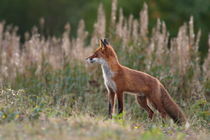 Portrait of a red fox standing in aflowery meadow