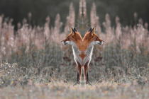 Portrait of a two-headed fox by Intensivelight Panorama-Edition