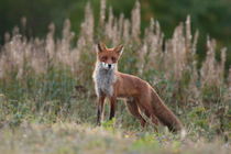 Portrait of a red fox looking into the camera von Intensivelight Panorama-Edition