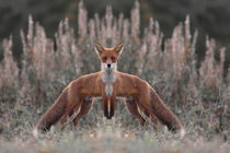 Portrait of a red fox with two bodies