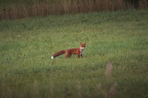 A red fox  is standing on a green meadow by Intensivelight Panorama-Edition