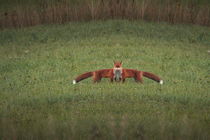 A fox with two bodies is standing on a green meadow