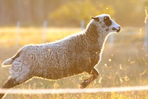 Jumping sheep at sunset