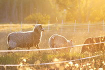 Sheeps running over a meadow at sunset