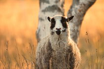Portrait of a sheep looking into the camera at sunset by Intensivelight Panorama-Edition