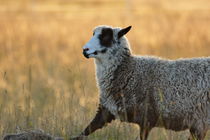 Profile portrait of a sheep on a meadow at sunset von Intensivelight Panorama-Edition