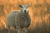 Fluffy sheep looking into the camera on a meadow at sunset