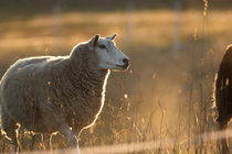 Sheep standing at the fence of its meadow at sunset