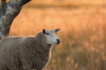 A fluffy sheep is standing on a pasture at sunset