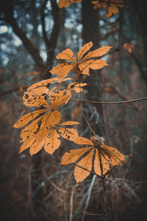 Herbstblätter by Iryna Mathes