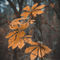 Herbst-blatt-2019-irynamathes-art1-6525