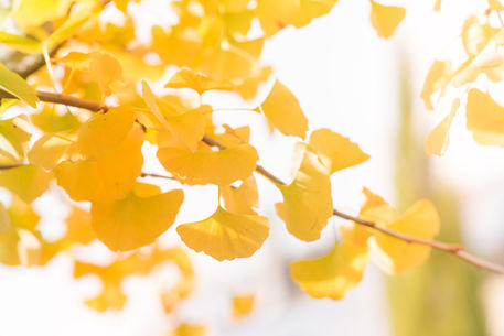 Herbst-farbe-gelb2019-irynamathes-6512