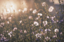 Flowers in Sunlight Garden von Tanya Kurushova