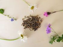 Bienenfreundliche Samenmischung und Wildblumen für Wildbienen by Heike Rau