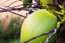 Coconut Palm in Caribbean Garden by Tanya Kurushova